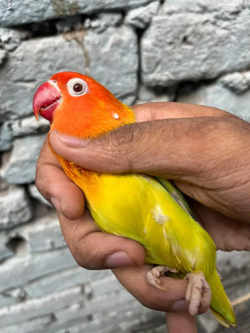 love birds — photo 9