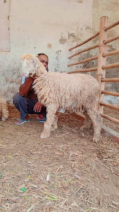 Mundra Gulabi | Keka Mundra | Sheep | Bakra | Goat For sale