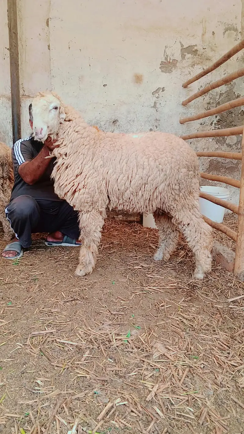 Mundra Gulabi | Keka Mundra | Sheep | Bakra | Goat For sale — photo 2
