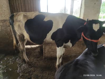 8 Pure Fresian & Jersey Heifers for Sale | Premium Bloodline