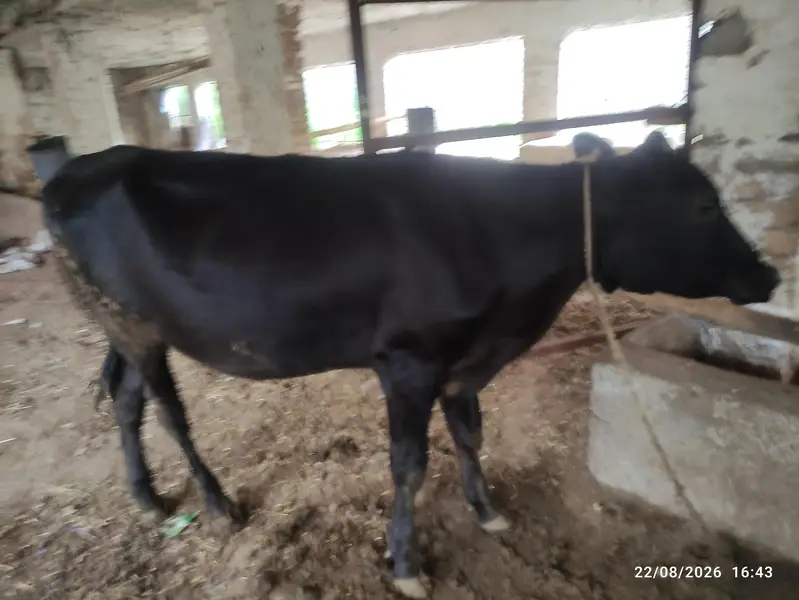 8 Pure Fresian & Jersey Heifers for Sale | Premium Bloodline — photo 2