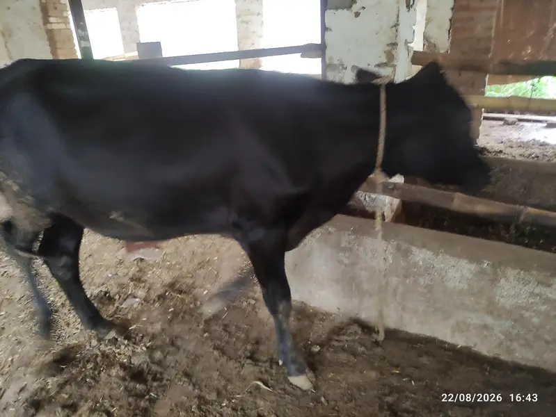 8 Pure Fresian & Jersey Heifers for Sale | Premium Bloodline — photo 3