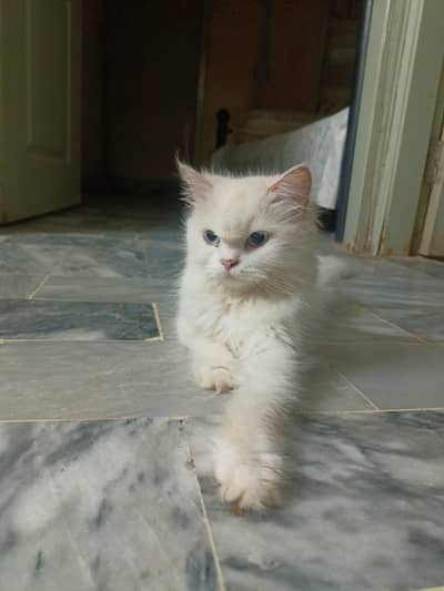 persian cat