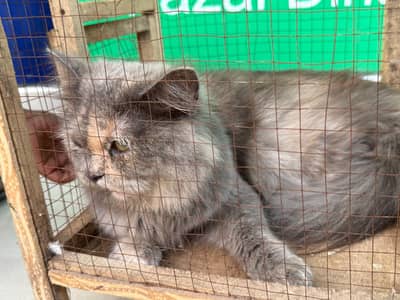 persion cat for sale