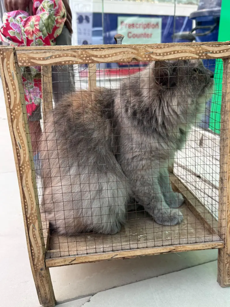 persion cat for sale — photo 2