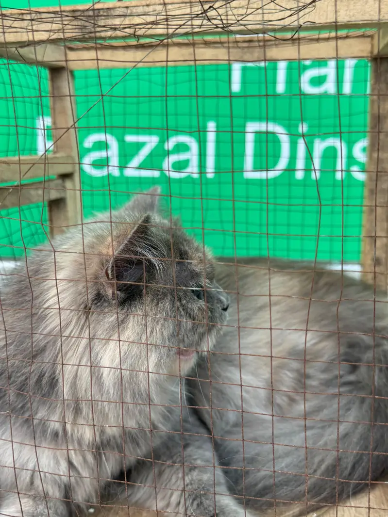 persion cat for sale — photo 3