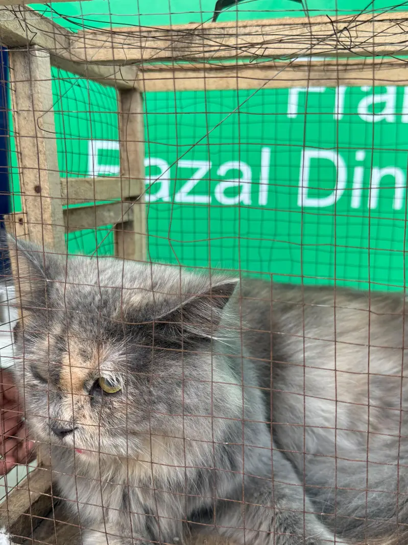 persion cat for sale — photo 4