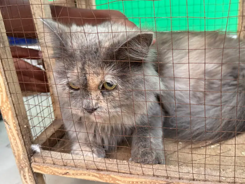 persion cat for sale — photo 5