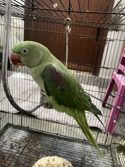 Raw talking tamed female