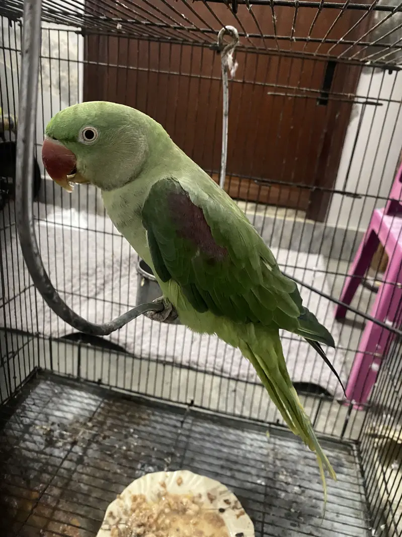 Raw talking tamed female — photo 2