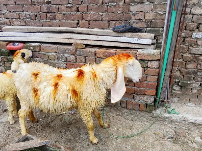 sheep's urgent for sale — photo 2