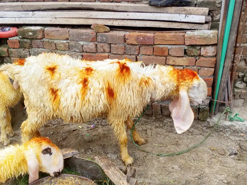 sheep's urgent for sale — photo 3