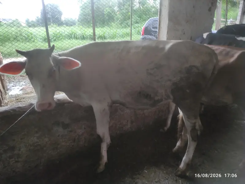 8 Pure Fresian & Jersey Heifers for Sale | Premium Bloodline — photo 6