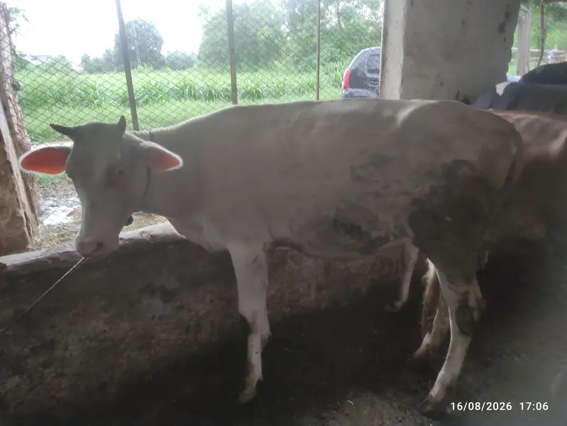 8 Pure Fresian & Jersey Heifers for Sale | Premium Bloodline — photo 7