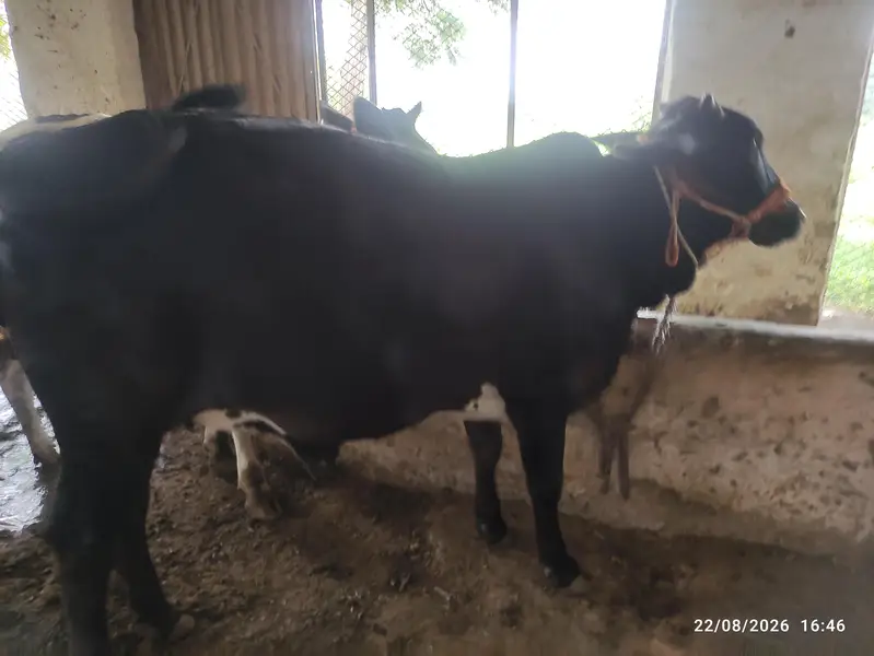 8 Pure Fresian & Jersey Heifers for Sale | Premium Bloodline — photo 9