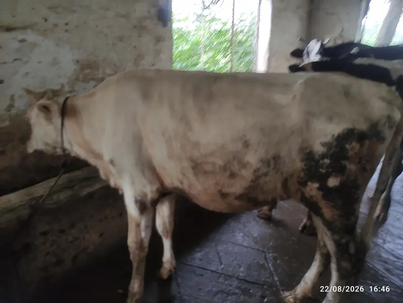 8 Pure Fresian & Jersey Heifers for Sale | Premium Bloodline — photo 10