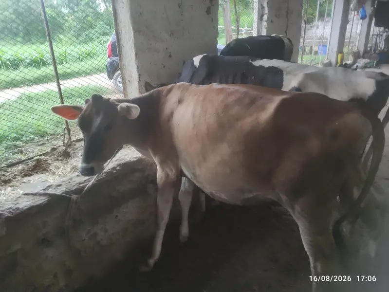 8 Pure Fresian & Jersey Heifers for Sale | Premium Bloodline — photo 12