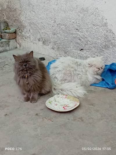 cat for sell