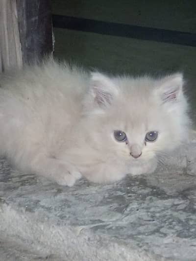 Adorable Persian Kittens for Sale | 50 Days Old | Litter Trained