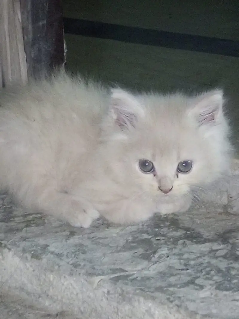 Adorable Persian Kittens for Sale | 50 Days Old | Litter Trained — photo 6