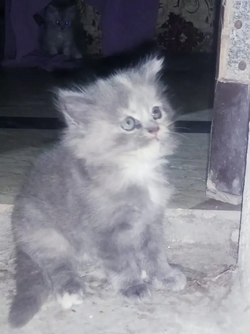 Adorable Persian Kittens for Sale | 50 Days Old | Litter Trained — photo 2