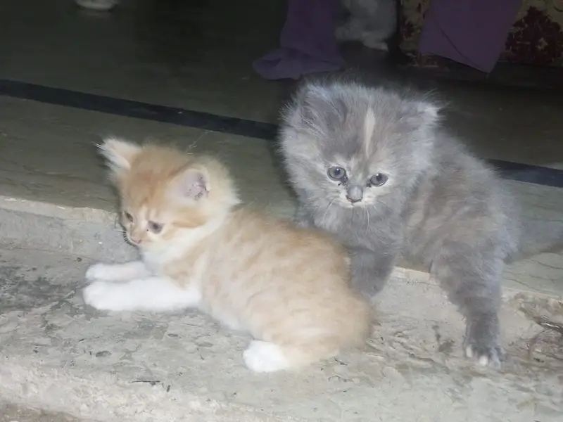 Adorable Persian Kittens for Sale | 50 Days Old | Litter Trained — photo 7