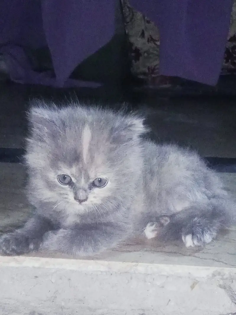 Adorable Persian Kittens for Sale | 50 Days Old | Litter Trained — photo 4