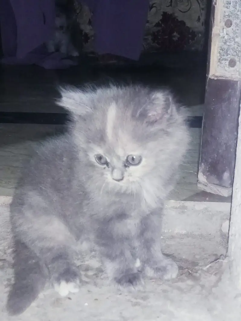 Adorable Persian Kittens for Sale | 50 Days Old | Litter Trained — photo 8