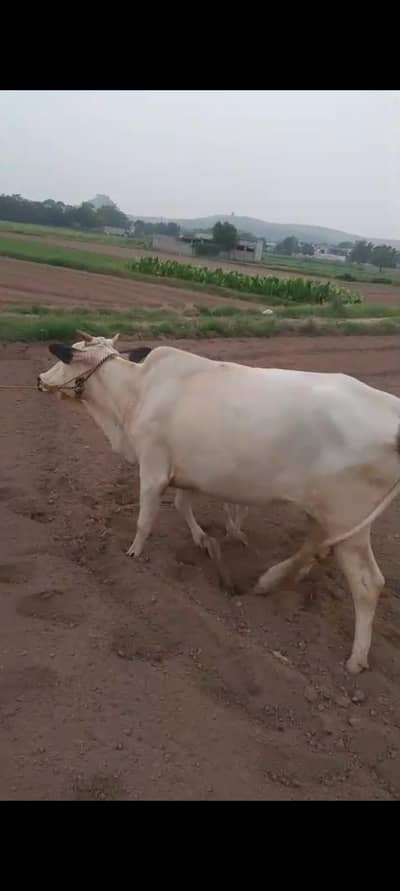 2nd timer gabban cow