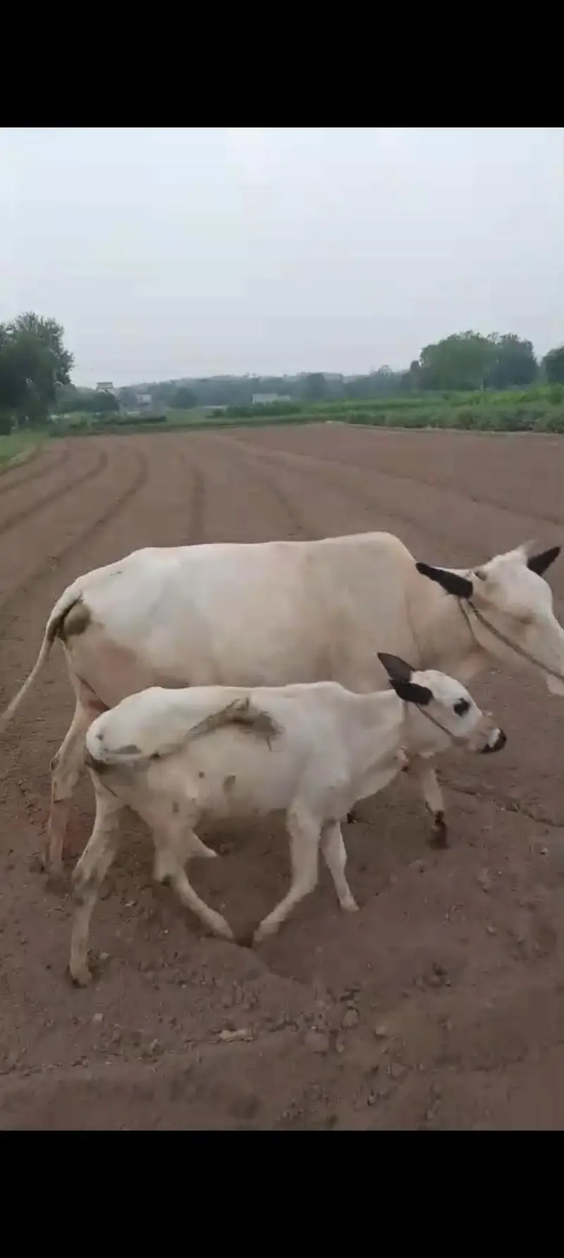 2nd timer gabban cow — photo 2