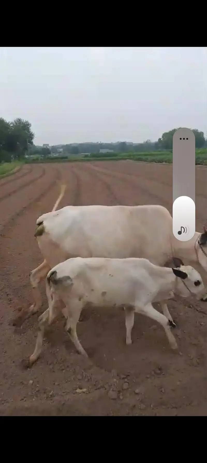 2nd timer gabban cow — photo 3