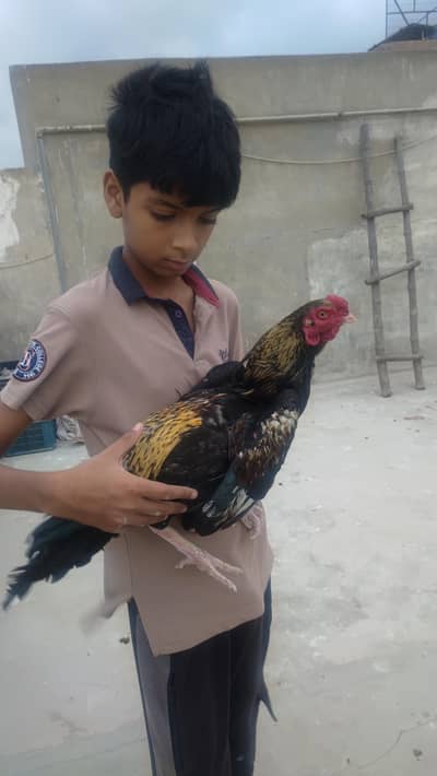 1 Aseel pair