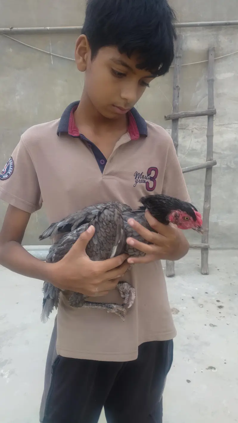 1 Aseel pair — photo 2