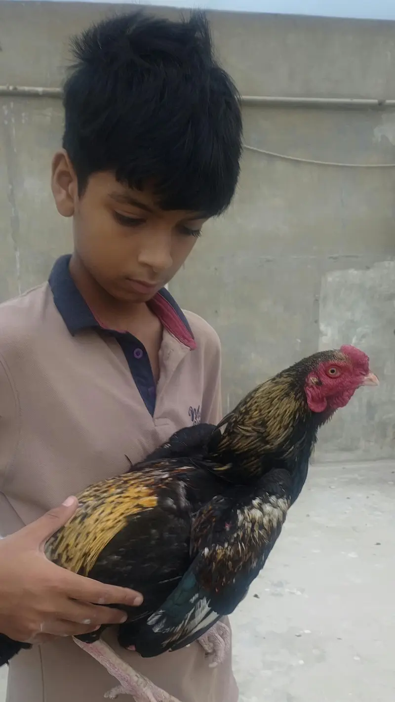 1 Aseel pair — photo 3