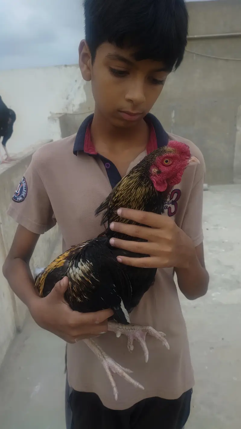 1 Aseel pair — photo 5