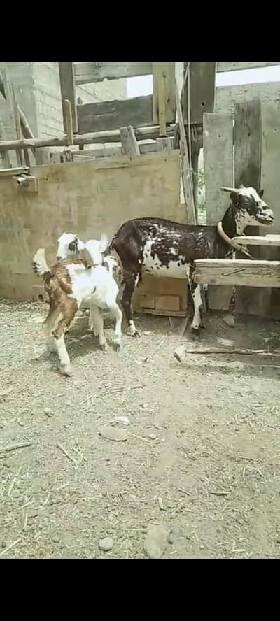 Teddy Bakri For Sale with 02 kids