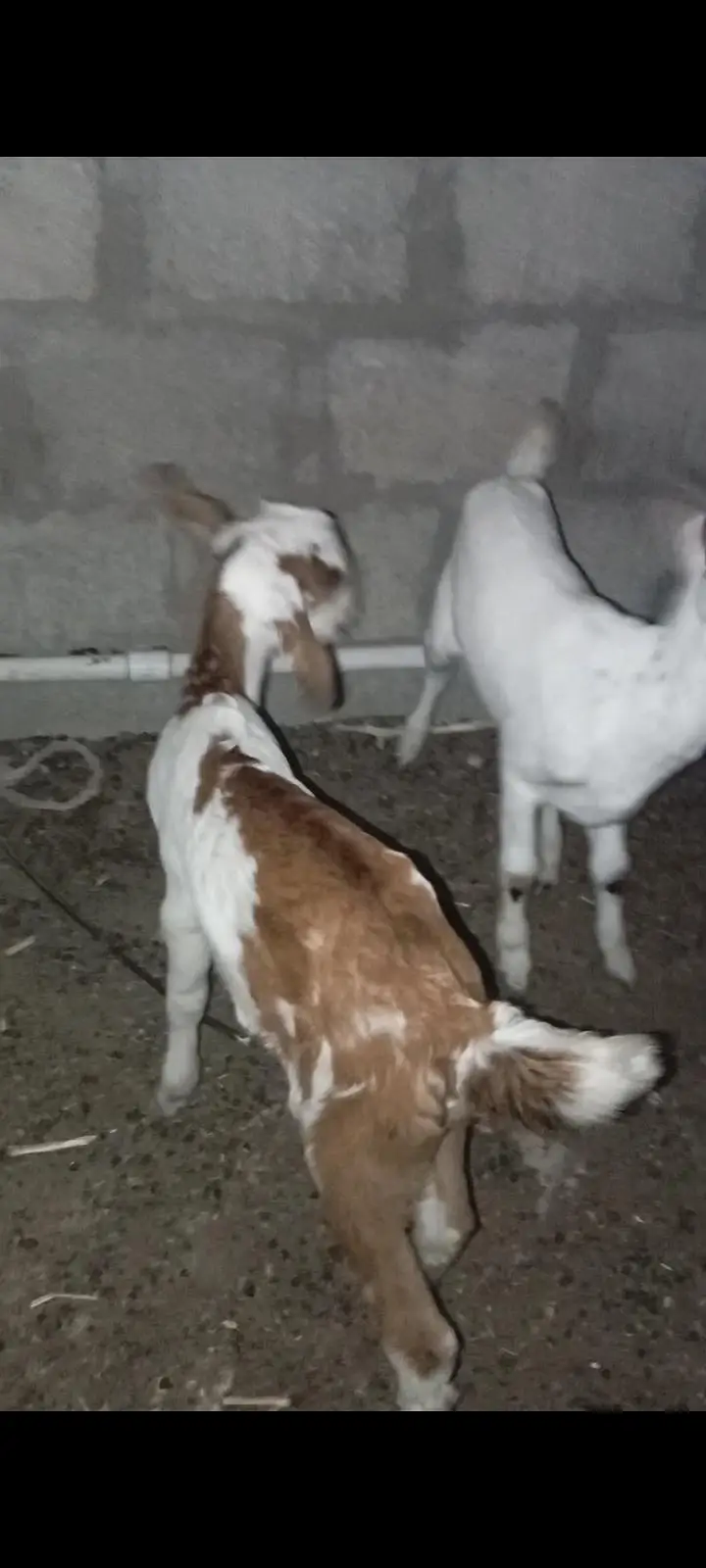 Teddy Bakri For Sale with 02 kids — photo 3