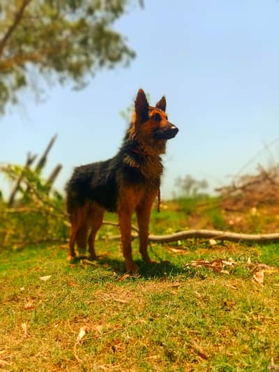 “My dog’s name is Jake. I have raised him at home since he was young.