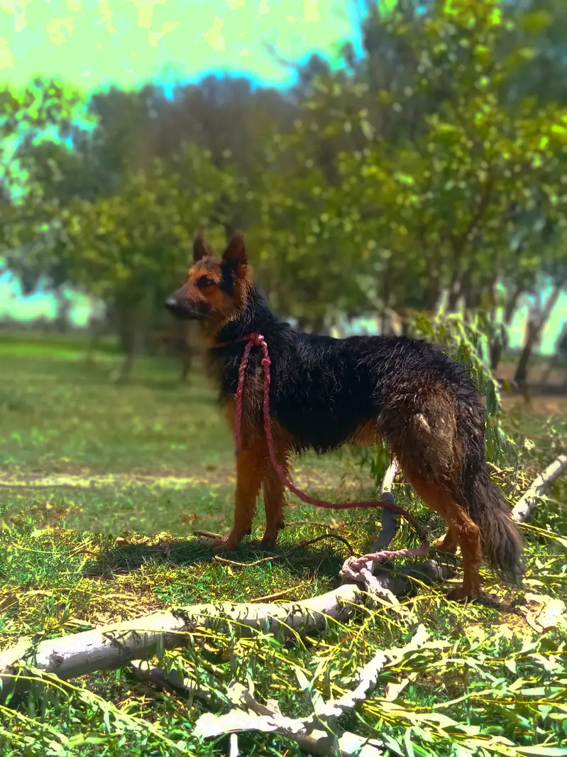 “My dog’s name is Jake. I have raised him at home since he was young. — photo 2