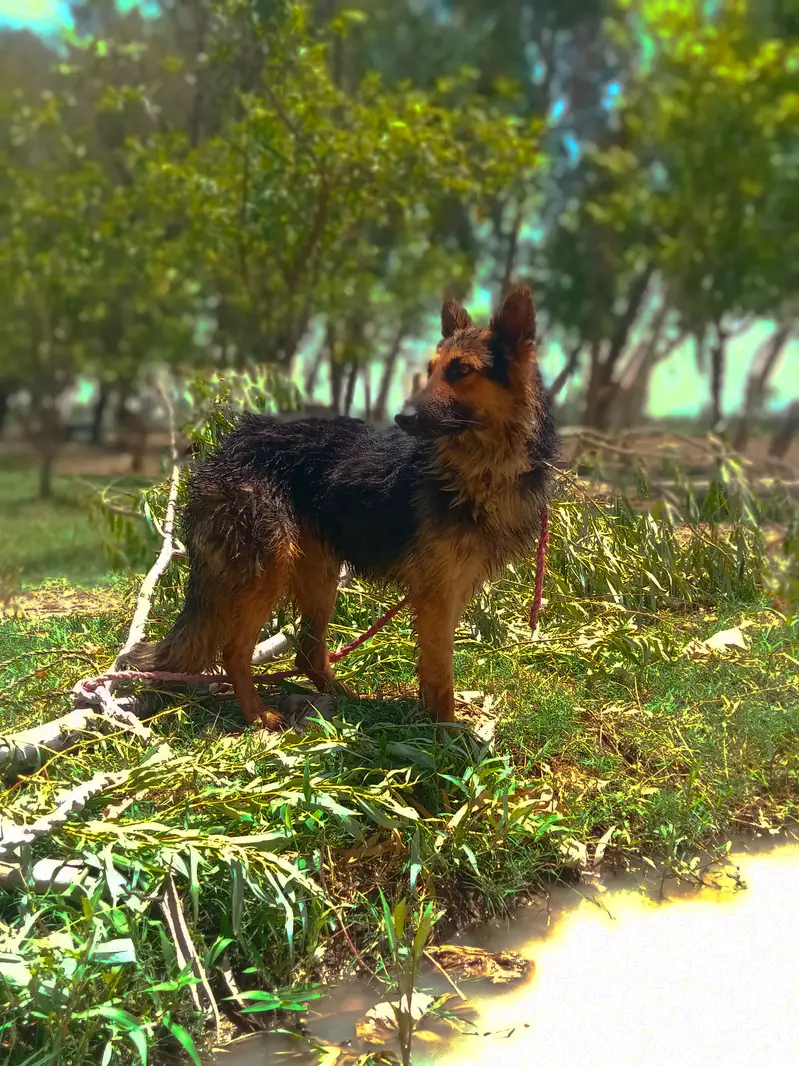 “My dog’s name is Jake. I have raised him at home since he was young. — photo 3