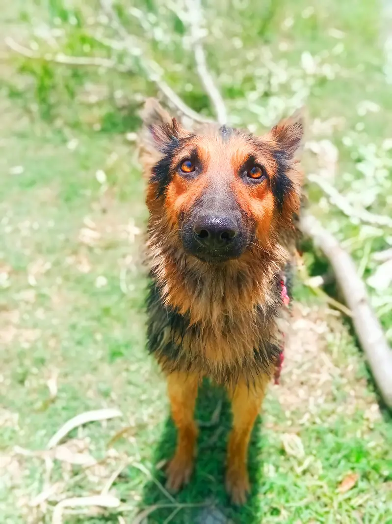 “My dog’s name is Jake. I have raised him at home since he was young. — photo 4