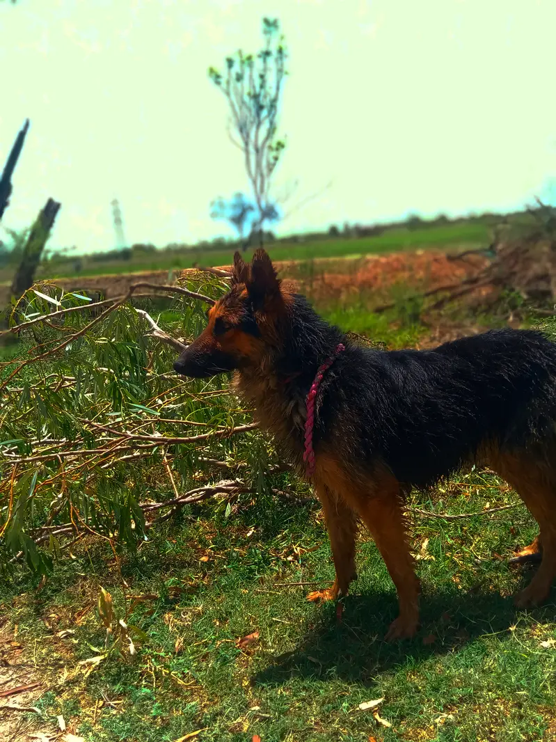 “My dog’s name is Jake. I have raised him at home since he was young. — photo 5