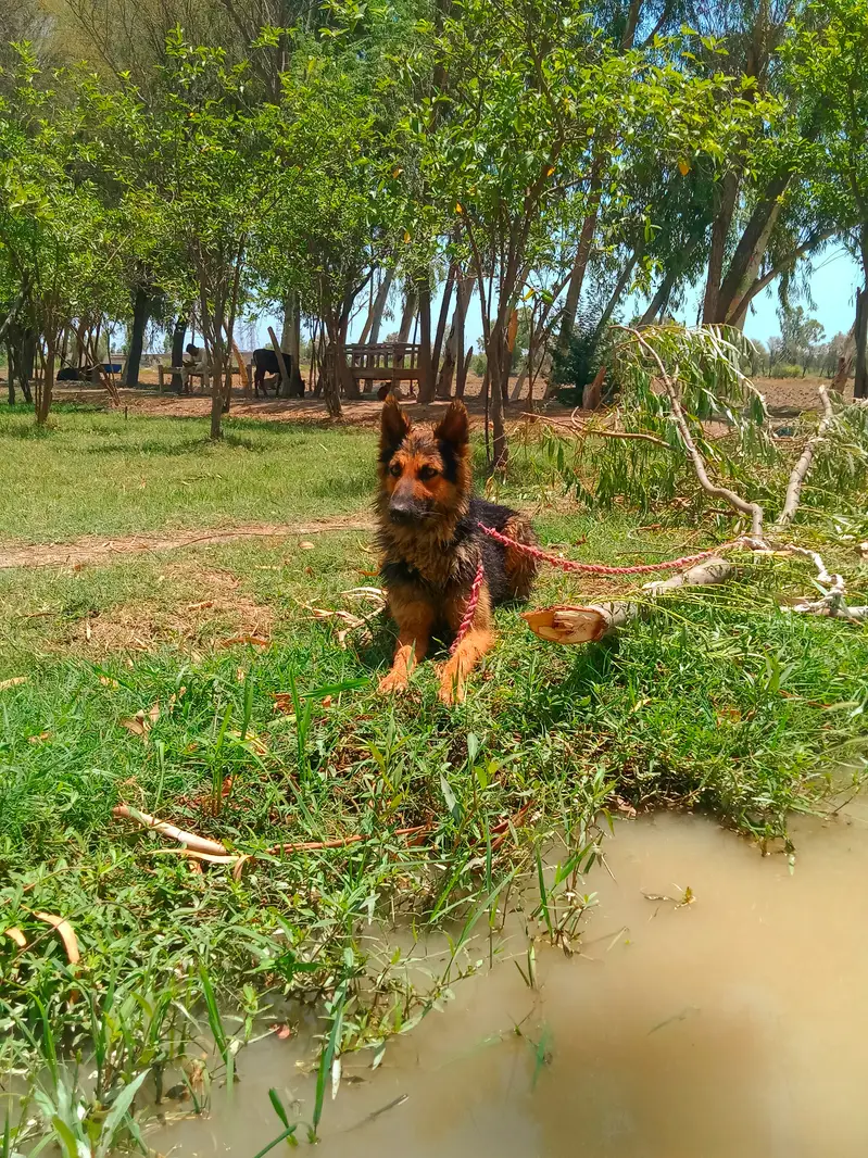 “My dog’s name is Jake. I have raised him at home since he was young. — photo 6