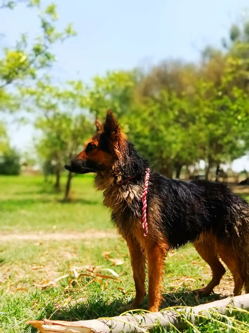 “My dog’s name is Jake. I have raised him at home since he was young. — photo 7