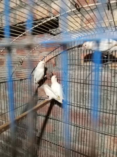 ALBINO RED EYES AVAILABLE 4 PIECES