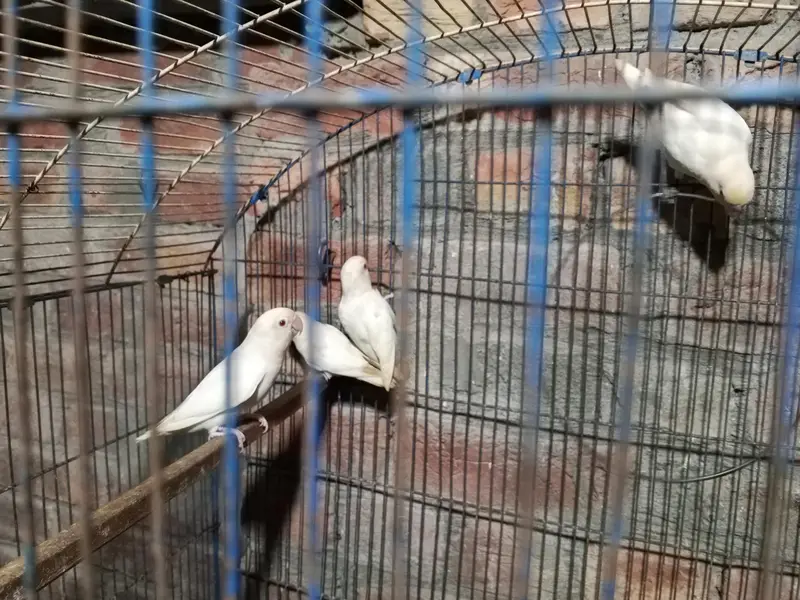 ALBINO RED EYES AVAILABLE 4 PIECES — photo 2