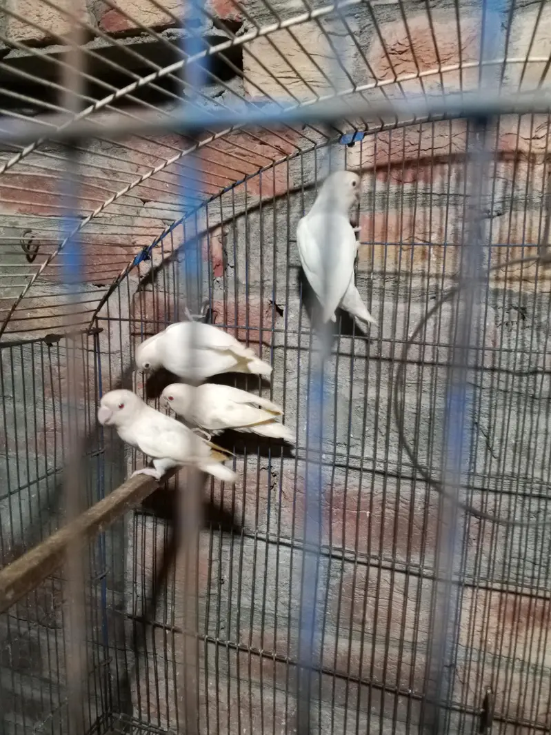 ALBINO RED EYES AVAILABLE 4 PIECES — photo 4
