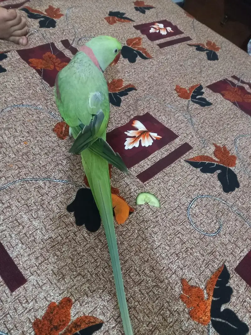 raw parrot male jumbo size — photo 2