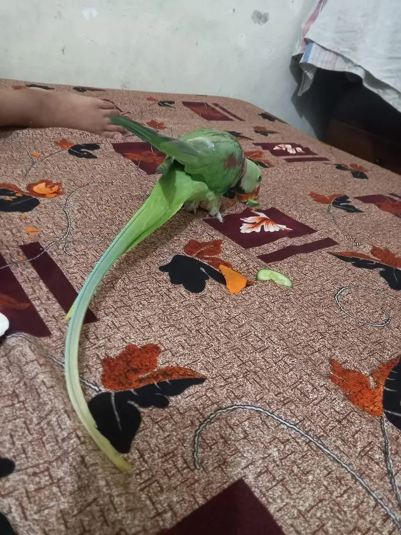 raw parrot male jumbo size — photo 3