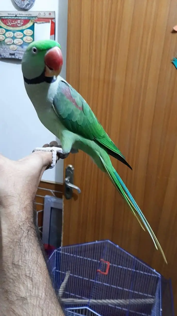 raw parrot male jumbo size — photo 5